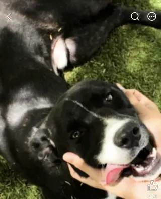 Sugar (Male)
