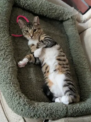Clover