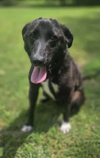 Daphne