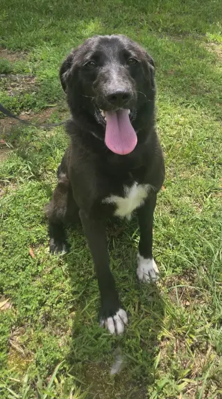 Daphne