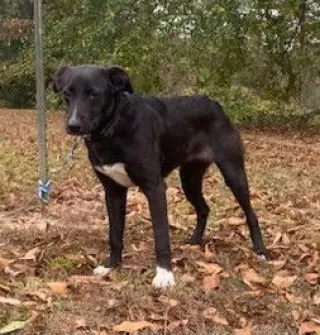 Daphne