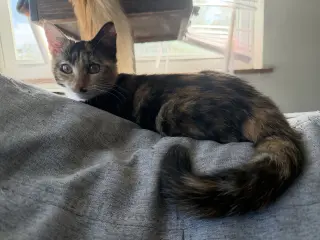 Buffy