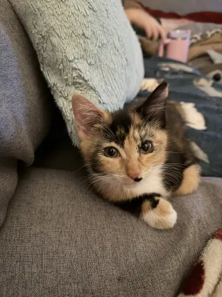 Buffy