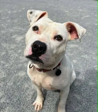 Soren in Emporia VA