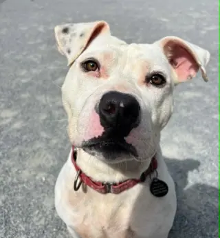 Soren in Emporia VA