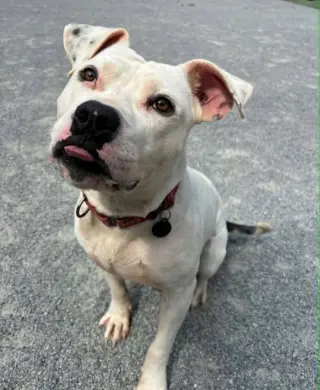 Soren in Emporia VA