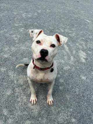 Soren in Emporia VA