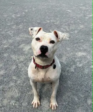 Soren in Emporia VA
