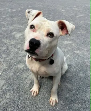 Soren in Emporia VA