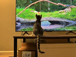 Juniper