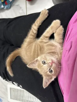 Lou