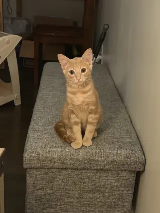 Lou