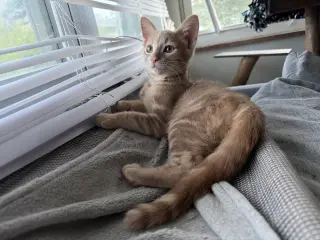Lou