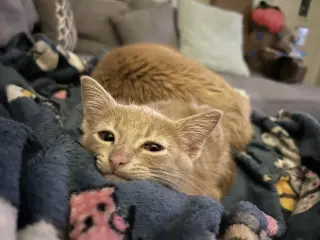Lou