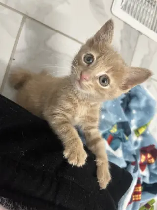Lou