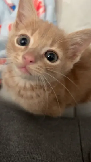 Lou
