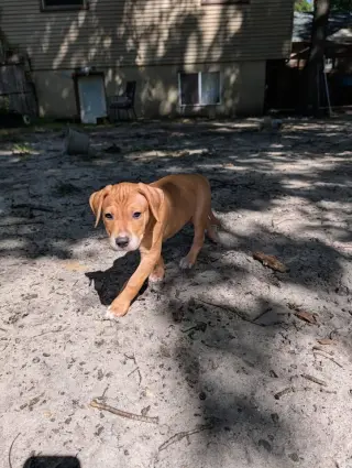 Gomez