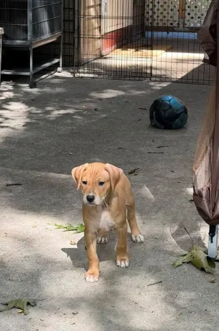 Gomez