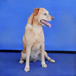 CODA
