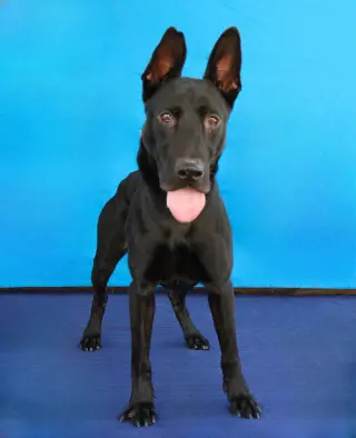 MILO