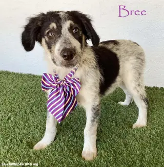 Bree