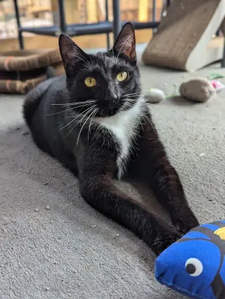 Chip (full time sidekick)