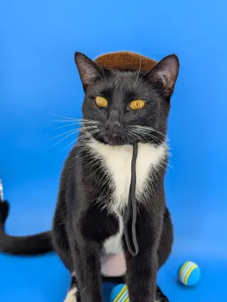 Chip (full time sidekick)