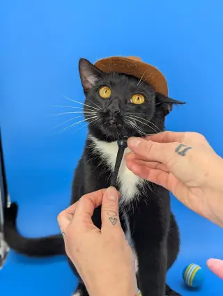 Chip (full time sidekick)