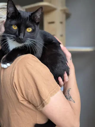 Chip (full time sidekick)