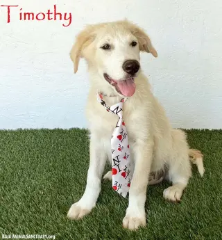 Timothy