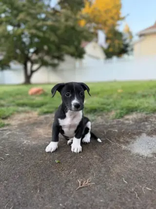 Oreo