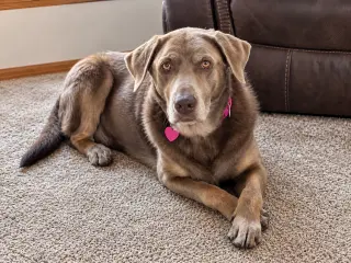 Gracie