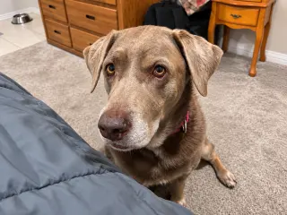 Gracie