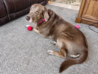 Gracie