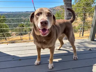 Gracie