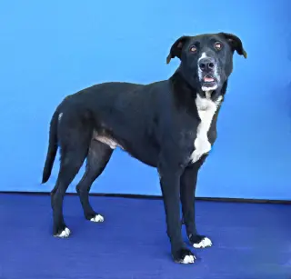 OREO