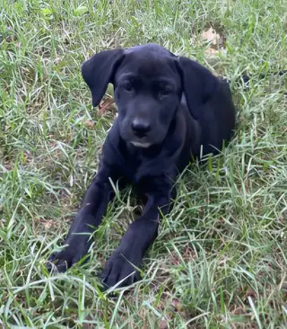 Lila