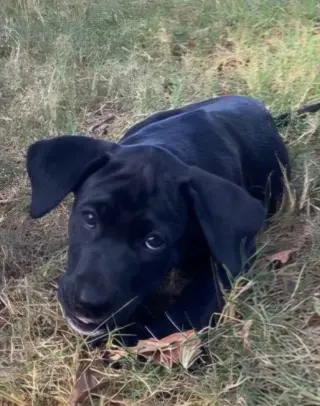 Lila