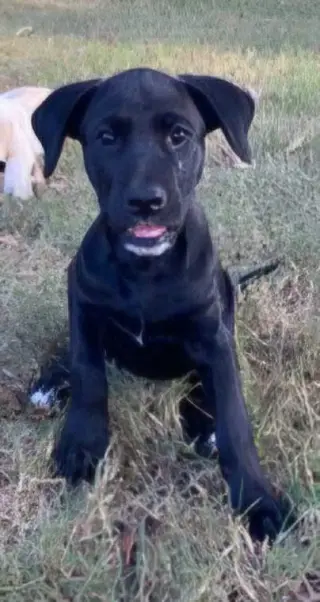 Lila
