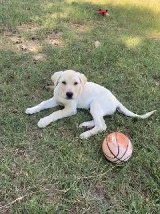 George