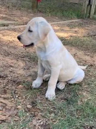 George