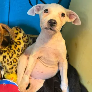 Lacey- attention is her love language