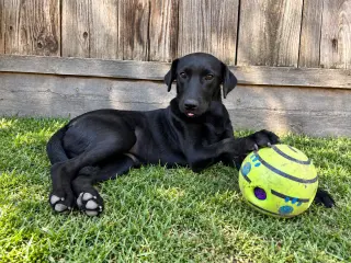 Sophie