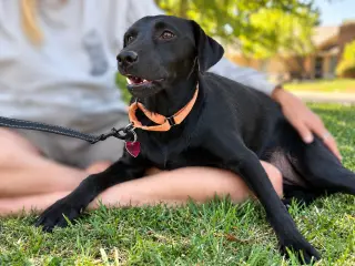 Sophie