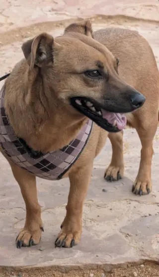 OTI