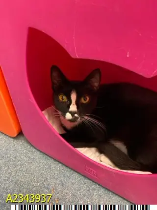 OREO