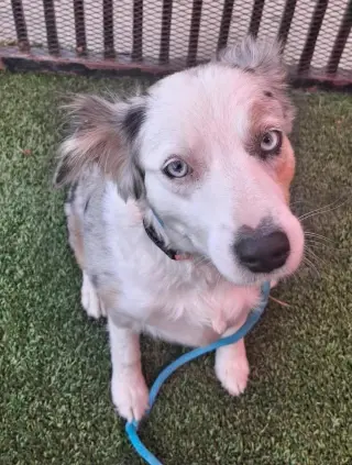 Nova