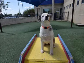 Nova