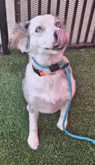 Nova