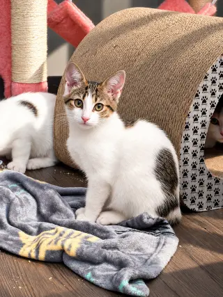 Egg (Bobtail Beauty)